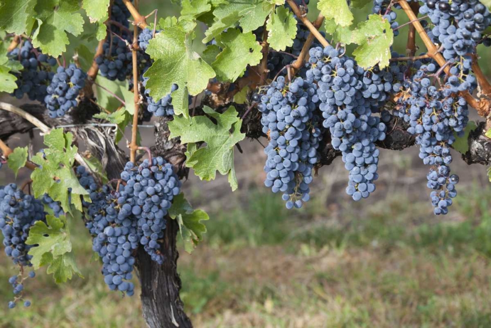 Canada, BC, Osoyoos Purple grapes in vineyards